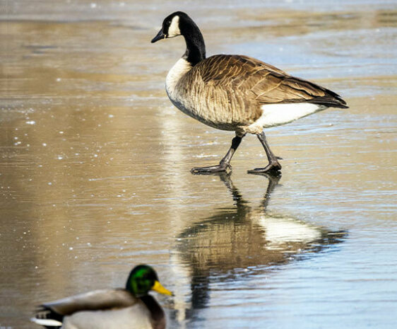 A Canadian goose walks across the frozen waters of a wetland. A mallard duck squats in an open water area.