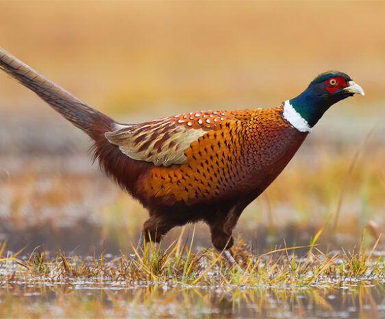 A male pheasant stands in the shallow waters of a grassy wetland.