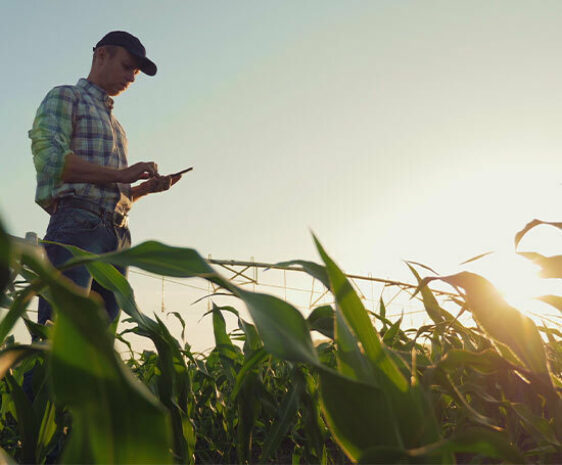 A man in a plaid shirt and ballcap looks at his cell phone while standing in a early season corn field at sunset.